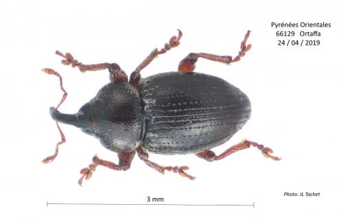 Réf. 230 272 : Pachytychius hordei